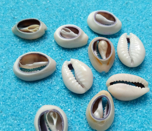 Hair Mountings <strong>Braiding</strong> Cowrie Shell <strong>Beads</strong> for Hair Accessories Shell Hair Clip Decor 1kg - Product Image 3