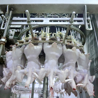 Abattage de poulet en Turquie Abattage de poulet en provenance de Chine