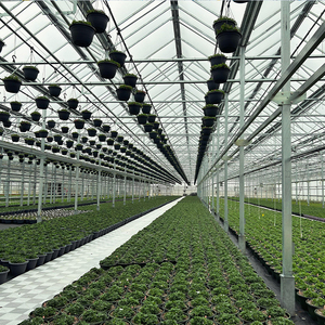 Serre Skyplant Venlo multi-voûtes avec système de ventilation, refroidissement et irrigation, contrôle climatique intelligent, grande serre - Product Image 5