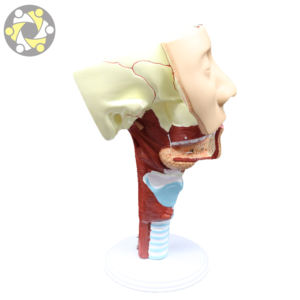 Modelo de enseñanza de ciencias médicas, cavidad <span class=keywords><strong>Nasal</strong></span> anatómica humana, músculos de la faringe de laringe para estudios de cabeza de otorrinolaringología - Product Image 5