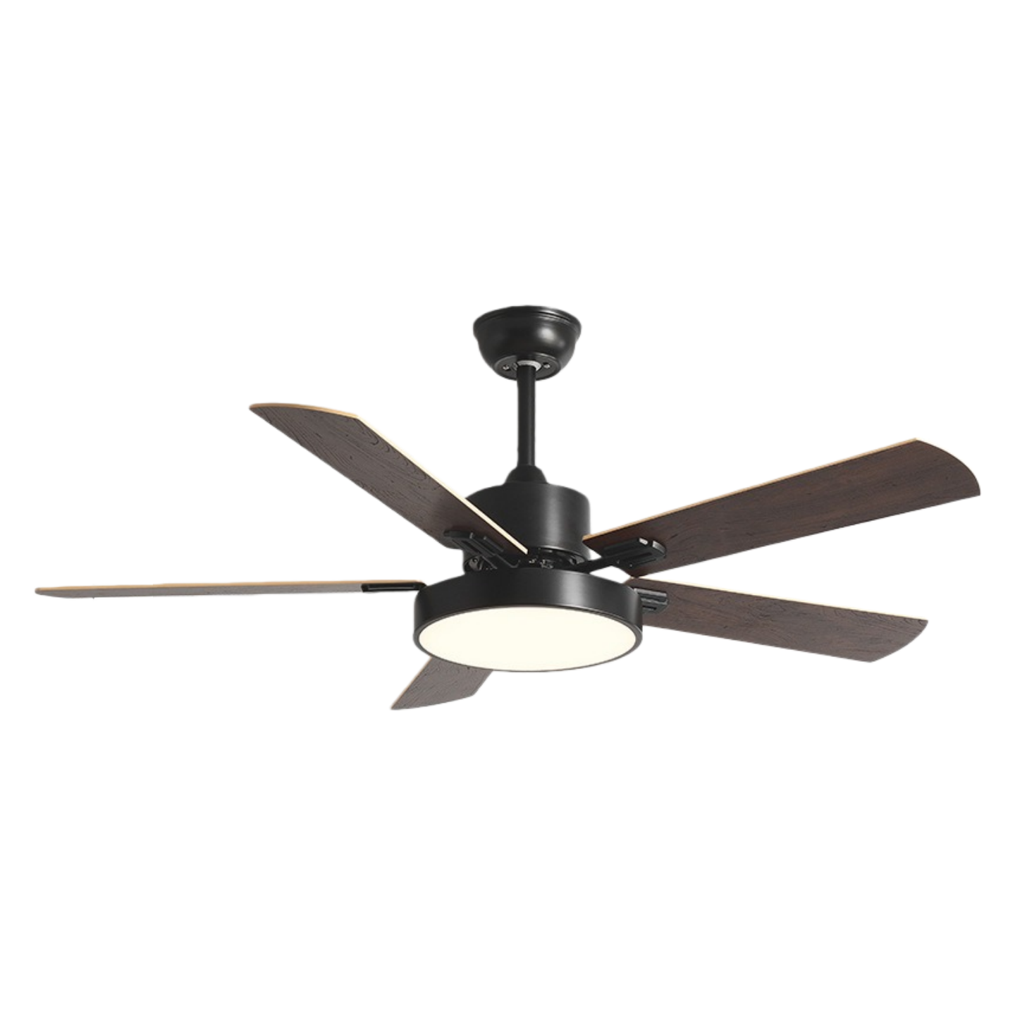 วอลนัทดำ