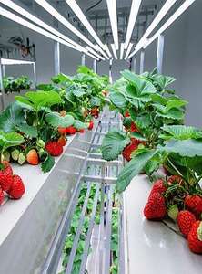 Sistema Hidropónico Inteligente de <span class=keywords><strong>Alquiler</strong></span> para Granjas ZN 40HQ, Control de Temperatura para Cultivo de Vegetales de Hoja, Fábrica de Plantas, Acero Agrícola - Product Image 3