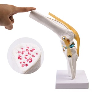 Anatomía órganos del <span class=keywords><strong>cuerpo</strong></span> <span class=keywords><strong>humano</strong></span> tamaño natural modelo de estructura del corazón - Product Image 6