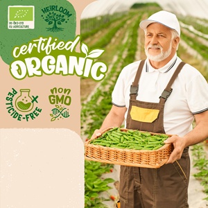 Biologique 200g Brocoli Calabrese Germination Garden Sow Packet Plant Kit Design contemporain truies pour la plantation pour l'utilisation du sol - Product Image 2