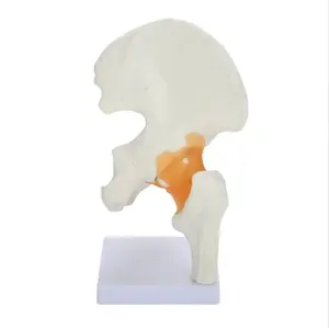 Life-Size Human Hip Joint Model Medical Science Human Plastic Hip Joint Model