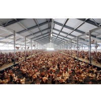 Ferme aviculture/poulailler volaille/poulailler à faible coût