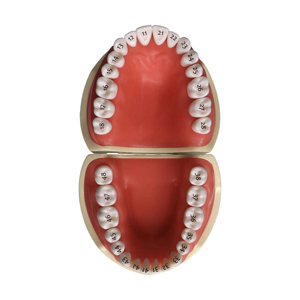 Modelo de Dientes para Prácticas de Preparación Dental, Tipo Nissin, Modelo de Estudio Dental con Encía Suave - Product Image 2