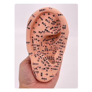 Modelo de acupuntura auricular ultraclaro con múltiples puntos grabados, modelo de puntos de acupuntura para el oído, masaje y terapia auricular, 16 cm - Product Image 2