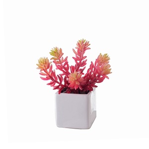 Planta Suculenta Artificial de Plástico en Maceta, Decoración para Bodas, Artesanía, Venta al por Mayor, Estilo INS, Comercio Transfronterizo - Product Image 5