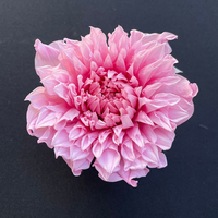 Natuurlijk geconserveerd Dahia-gaaswerk, echte gedroogde bloemdecoratie voor tafelarrangementen, herdenkingsceremonie, huisdecoratie