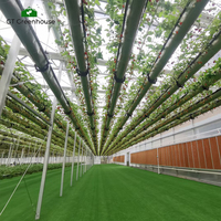 Systèmes de serres hydroponiques GT Farm, projets agricoles à faible coût pour la culture de tomates au Kazakhstan et en Ouzbékistan