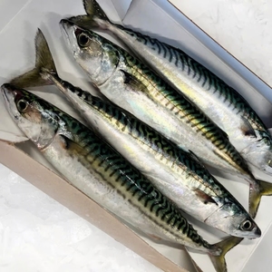 ปลาแมคเคอเรลแช่แข็งปลาซาบาปลาทะเลแบบญี่ปุ่นสำหรับย่างสินค้าส่งออกพร้อมใช้ - Product Image 5