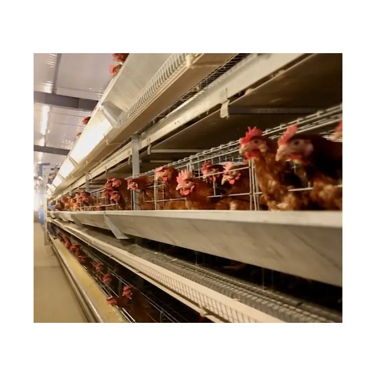 the special brooding cage broiler chicken cage and layer chicekn cage