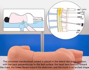 نموذج تدريبي للتدريب على وخز الفقرات القطنية والصدرية من البلاستيك الشفاف عالي الجودة معتمد من ISO وCE للتعليم الطبي - Product Image 3