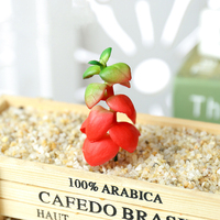 Plantes succulentes artificielles, lotus en forme de haricot, plantes tropicales, accessoires de décoration DIY pour la maison, fleurs murales