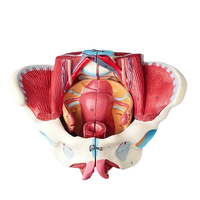 Modèle de bassin féminin détachable avec vaisseaux reproducteurs et utérus neuromusculaire pour les études d'anatomie humaine en sciences médicales