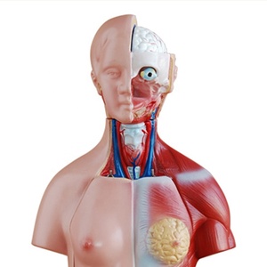Medicina educativa para cuerpo humano, 45CM, maletero neutral, <span class=keywords><strong>23</strong></span> piezas, entrenamiento de enfermera, enseñanza, modelo de alta calidad - Product Image 3