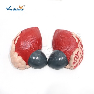 Modelo <span class=keywords><strong>de</strong></span> <span class=keywords><strong>Vejiga</strong></span> Urinaria <span class=keywords><strong>de</strong></span> Alta Calidad para Estudiantes Escolares - Product Image 5