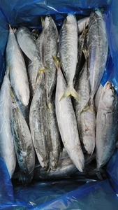 Cạnh Tranh Đông Lạnh <span class=keywords><strong>Muroaji</strong></span> Cho Bait Vòng <span class=keywords><strong>Scad</strong></span> Trung Quốc Xuất Khẩu Nhà Nhập Khẩu Đông Lạnh Hải Sản Biển Đông Cá Cho Mồi - Product Image 3