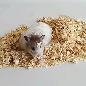 <span class=keywords><strong>Aspen</strong></span>-ropa de cama pequeña para mascotas, el mejor fabricante de productos de animales, virutas de madera para hámster, barata - Product Image 5