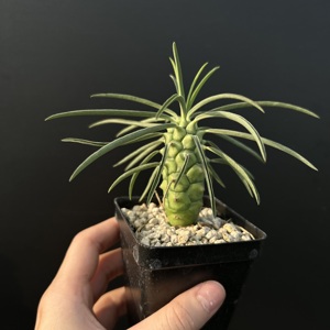 [Euphorbia Clava] Suculenta del Desierto, Venta al por Mayor, Certificada, Espécimen Raro de Caudex, Plantas de Interior, Forma de Caudex Única, Raíces Saludables - Product Image 4