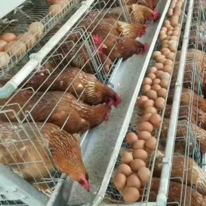 Prix des cages à poulets commerciales, <span class=keywords><strong>type</strong></span> 3/4 niveaux, cages à poules pondeuses, cages à poulets en batterie pour les élevages avicoles en Afrique du Sud - Product Image 6