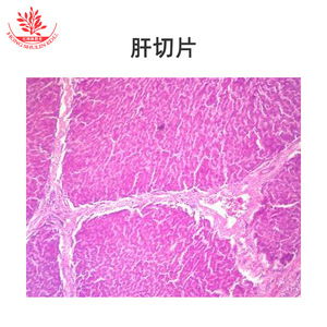 Spécimens clairement définis, structures typiques, lamelles de laboratoire biologique pour l'enseignement supérieur, lamelles de tissus humains, enseignement - Product Image 5