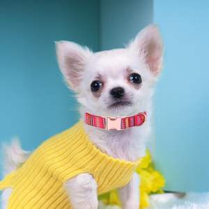 VVMEETYOU-Conjunto para perros pequeños, collar ajustable suave de estilo étnico bohemio con hebilla de metal y asa acolchada de 5 pies - Product Image 4