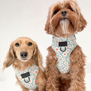 2022 harnais rembourrés en polyester sans traction pour chiens accessoires pour animaux de compagnie personnalisés collier laisse réglable harnais pour chien gilet ensemble - Product Image 6