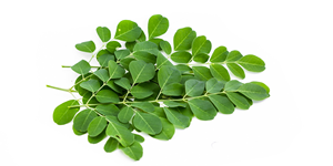 Poudre de feuilles de <span class=keywords><strong>Moringa</strong></span> Oleifera pure et naturelle en vrac, extrait d'herbes, fût de 25 kg - Product Image 3