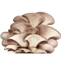 Wholesale buyers frozen oyster mushroom of price