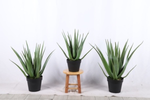 Decoración <span class=keywords><strong>de</strong></span> escritorio <span class=keywords><strong>de</strong></span> oficina Bonsai Topical Evergreen Protección UV Plantas artificiales <span class=keywords><strong>de</strong></span> aloe con <span class=keywords><strong>maceta</strong></span> <span class=keywords><strong>de</strong></span> plástico - Product Image 6