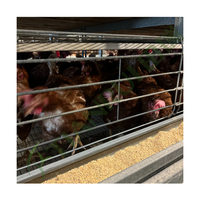 Cage à poules pondeuses en batterie de type H Tianrui en acier galvanisé automatique pour 5000 oiseaux