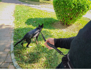 Adjustable Nylon Dog Collar Leash Scarf Waterproof <strong>Puppy</strong> <strong>Harnesses</strong> for Simple Walking for Small Medium Large Pets - Product Image 3