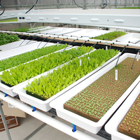 Système hydroponique pour serre avec Cocopeat et NFT Hydroponique pour l'agriculture de tomates et de laitues Agriculture verticale agricole