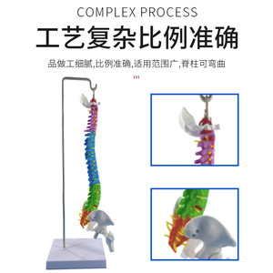 Modèle de colonne vertébrale humaine, de bassin et de fémur de 45 cm ; Modèle de nerfs vertébraux et de squelette ; Enseignement médical - Product Image 4