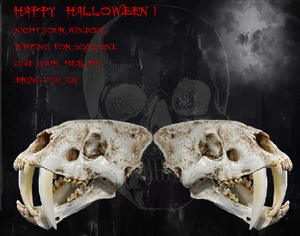 Cráneo de reptil de Tigre con dientes de sable SKE05, modelo de resina de alta precisión, adornos, especímenes de calavera DE LA Edad de Hielo - Product Image 5