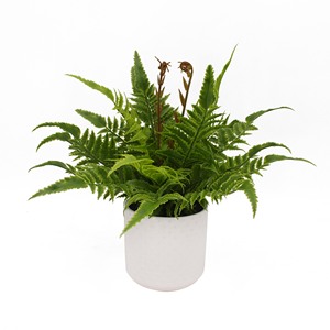 Tizen ต้นพืชเทียมขนาดเล็กกระถางพลาสติกเทียม - Product Image 4