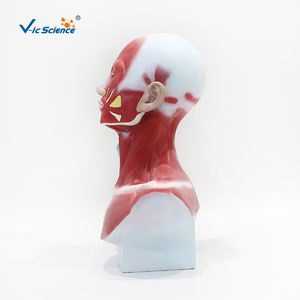 กายวิภาคของกะโหลกศีรษะมนุษย์กล้ามเนื้อศีรษะและลำคอ - Product Image 5