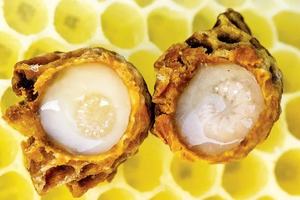 고순도 꿀 로얄 젤리 6% 4% 2% 10-HAD 아코 틴산 동결 건조 로얄 젤리 분말 꿀벌 우유 - Product Image 4