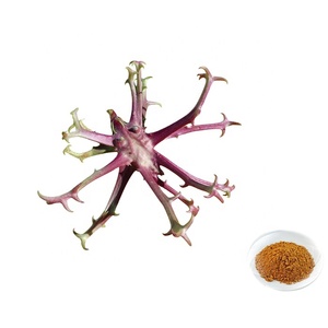 Devil's Claw <span class=keywords><strong>Extract</strong></span> <span class=keywords><strong>Harpagophytum</strong></span> <span class=keywords><strong>Procumbens</strong></span>パウダー高度なジョイントサポート - Product Image 2
