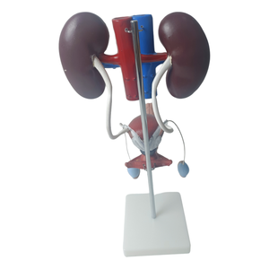 Modelo Anatómico del Sistema Reproductor Masculino en 3D de PVC para la Enseñanza de Ciencias Médicas, que Muestra Riñón, Vejiga, Pene y Testículos - Product Image 1