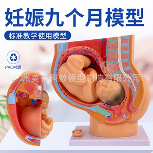 Modelos de embarazo y desarrollo, modelos embrionarios de planificación familiar, modelos de desarrollo fetal, anatomía uterina - Product Image 1