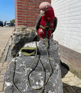 <span class=keywords><strong>2026</strong></span> Individuelles Logo Kleines Verstellbares Papageien-Trainings-Design Anti-Beiß Blauer Vogel <span class=keywords><strong>Nylon</strong></span>-Seil-Geschirr-Leine - Product Image 4