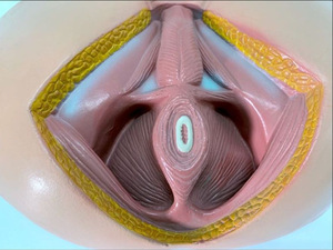 骨盤の会陰および生殖器の筋肉のためのPVCの男性の解剖学的モデル - Product Image 5