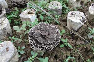 ผงผสมพอลิแซ็กคาไรด์ธรรมชาติ10:1นมเสือรีชิชิโอซาก้าลิออซันน์มาเน่100% - Product Image 4