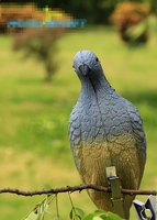 Tir à l'arc 3D à l'intérieur vide cible se pavanant flèche cible Animal tireur Piegon arc flèche tir chasse cible accessoire