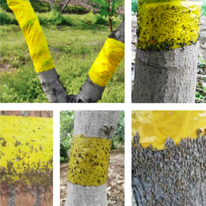 Hot Selling Double Sided Yellow Blue Sticky Glue Roll Agricultural Plant Protection Insect Trap Fruit <b>Fly</b> Catcher Glue Roll - Product Image 4