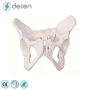 Ensemble de 4 modèles pathologiques de l'articulation du genou, modèle d'anatomie du genou en stade d'<span class=keywords><strong>arthrose</strong></span> pour l'enseignement médical - Product Image 5