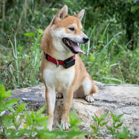 Dispositif de suivi GPS pour collier étanche 4G, traceur de collier 4G, antivol, localisation en temps réel pour enfants, chiens, animaux de compagnie